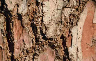 Bark Tree