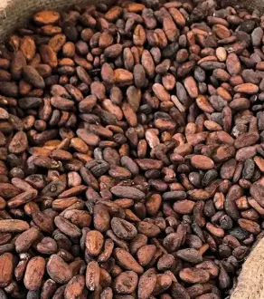 Cocoa Beans