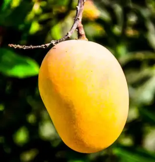 Fresh Kent Mangoes