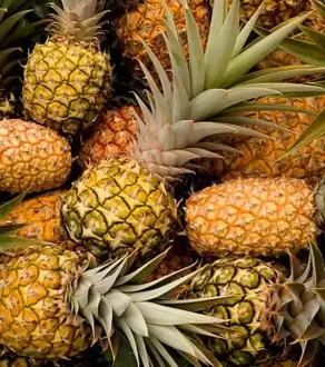 Fresh Pineapples