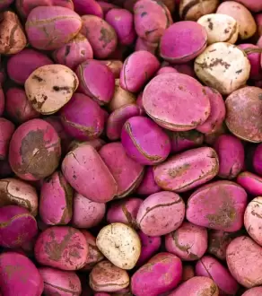 Fresh Kola Nuts (cola acuminata)